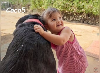 Coco5 geb. 06/2017 (ESP) - ein Engel auf vier Pfoten!