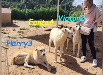 Harry3 07/2022 (ESP) - angenehmer und menschenbezogener Rüde!