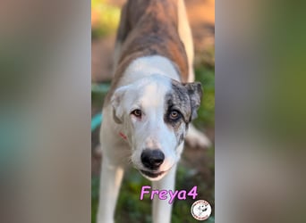 Freya4 geb. 05/2025 (ESP) - liebevolle, gesellige und verspielte Galgo-Mix Welpin sucht ein Zuhause!