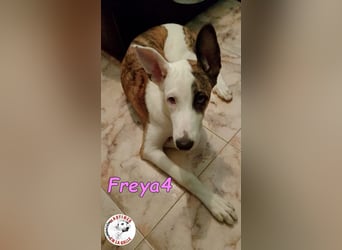 Freya4 geb. 05/2025 (ESP) - liebevolle, gesellige und verspielte Galgo-Mix Welpin sucht ein Zuhause!