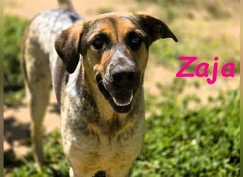 Zaja geb. 12/2023 (ESP) - aufgeschlossene, fröhliche und anhängliche Junghündin!