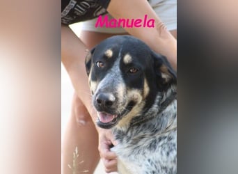 Manuela geb. 12/2023 (ESP) - harmonische, gutmütige und lustige Junghündin!