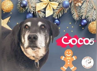 Coco5 geb. 06/2017 (ESP) - ein Engel auf vier Pfoten!