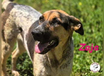 Zaja geb. 12/2023 (ESP) - aufgeschlossene, fröhliche und anhängliche Junghündin!