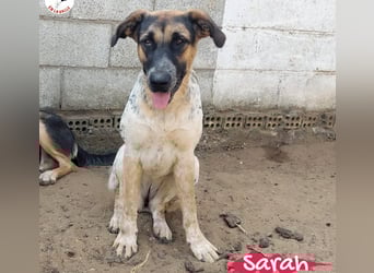 Sarah geb. 12/2023 (ESP) - aufgschlossene, anhängliche und lustige Junghündin!