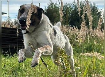 Baks geb. 11/2021 - ein ausgeglichener und sanftmütiger, ganz besonderer, wunderschöner Rüde!