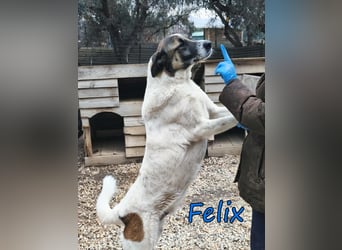 Felix geb. 02/2022 (GRC) - geselliger, verschmuster und freundlicher, junger Rüde!