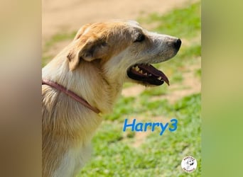 Harry3 07/2022 (ESP) - angenehmer und menschenbezogener Rüde!