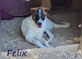 Felix geb. 02/2022 (GRC) - geselliger, verschmuster und freundlicher, junger Rüde!