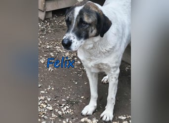 Felix geb. 02/2022 (GRC) - geselliger, verschmuster und freundlicher, junger Rüde!