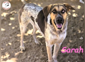 Sarah geb. 12/2023 (ESP) - aufgschlossene, anhängliche und lustige Junghündin!