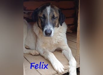 Felix geb. 02/2022 (GRC) - geselliger, verschmuster und freundlicher, junger Rüde!
