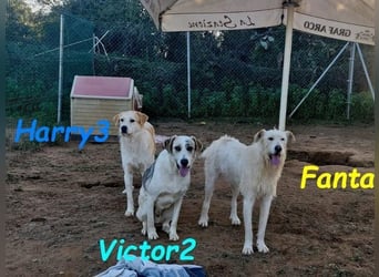 Harry3 07/2022 (ESP) - angenehmer und menschenbezogener Rüde!