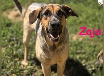 Zaja geb. 12/2023 (ESP) - aufgeschlossene, fröhliche und anhängliche Junghündin!