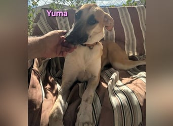 Yuma geb. 04/2023 (ESP) - verschmuste Hündin sucht Zuhause!