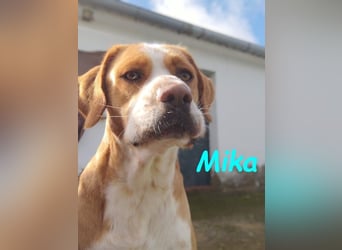 Mika geb. 11/2024 (ESP) - lebensfroher, sportlicher und lernwilliger Junghund!