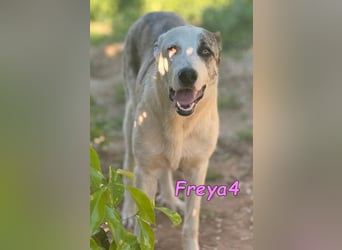 Freya4 geb. 05/2025 (ESP) - liebevolle, gesellige und verspielte Galgo-Mix Welpin sucht ein Zuhause!