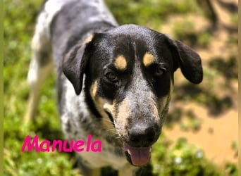 Manuela geb. 12/2023 (ESP) - harmonische, gutmütige und lustige Junghündin!