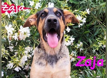 Zaja geb. 12/2023 (ESP) - aufgeschlossene, fröhliche und anhängliche Junghündin!