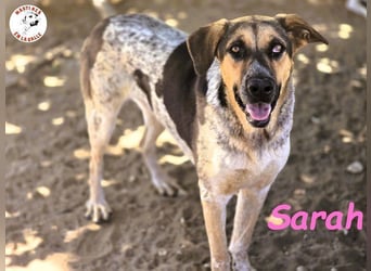 Sarah geb. 12/2023 (ESP) - aufgeschlossene, anhängliche und lustige Junghündin!