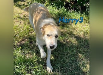 Harry3 07/2022 (ESP) - angenehmer und menschenbezogener Rüde!