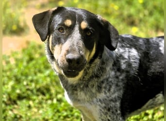 Manuela geb. 12/2023 (ESP) - harmonische, gutmütige und lustige Jungündin!