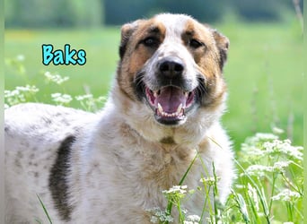 Baks geb. 11/2021 - ein ausgeglichener und sanftmütiger, ganz besonderer, wunderschöner Rüde!