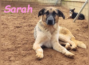 Sarah geb. 12/2023 (ESP) - aufgeschlossene, anhängliche und lustige Junghündin!