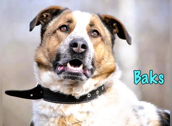 Baks geb. 11/2021 - ein ausgeglichener und sanftmütiger, ganz besonderer, wunderschöner Rüde!