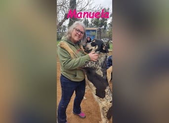 Manuela geb. 12/2023 (ESP) - harmonische, gutmütige und lustige Jungündin!