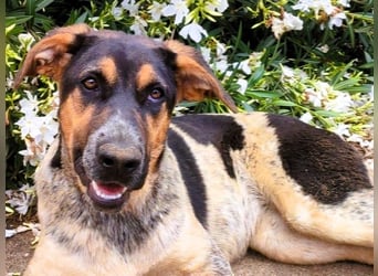 Zaja geb. 12/2023 (ESP) - aufgeschlossene, fröhliche und anhängliche Junghündin!