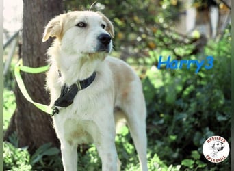 Harry3 07/2022 (ESP) - angenehmer und menschenbezogener Rüde!