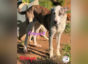 Freya4 geb. 05/2025 (ESP) - liebevolle, gesellige und verspielte Galgo-Mix Welpin sucht ein Zuhause!