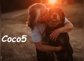 Coco5 geb. 06/2017 (ESP) - ein Engel auf vier Pfoten!