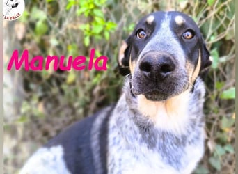 Manuela geb. 12/2023 (ESP) - harmonische, gutmütige und lustige Jungündin!