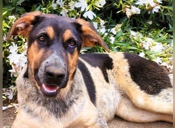 Zaja geb. 12/2023 (ESP) - aufgeschlossene, fröhliche und anhängliche Junghündin!