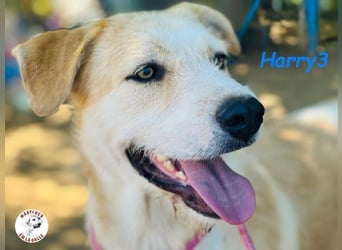 Harry3 07/2022 (ESP) - angenehmer und menschenbezogener Rüde!