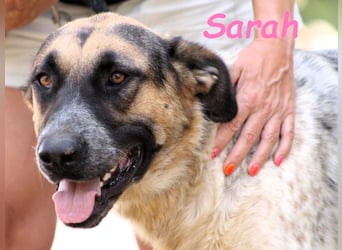 Sarah geb. 12/2023 (ESP) - aufgschlossene, anhängliche und lustige Junghündin!