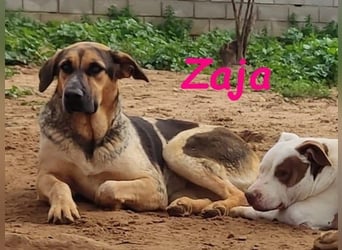 Zaja geb. 12/2023 (ESP) - aufgeschlossene, fröhliche und anhängliche Junghündin!