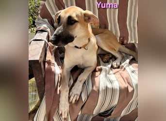 Yuma geb. 04/2023 (ESP) - verschmuste Hündin sucht Zuhause!