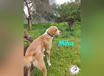 Mika geb. 11/2024 (ESP) - lebensfroher, sportlicher und lernwilliger Junghund!