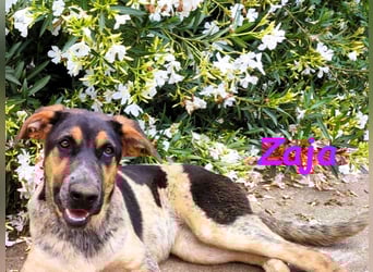 Zaja geb. 12/2023 (ESP) - aufgeschlossene, fröhliche und anhängliche Junghündin!