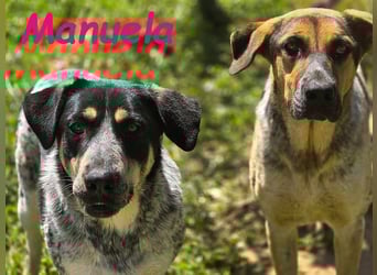 Manuela geb. 12/2023 (ESP) - harmonische, gutmütige und lustige Junghündin!
