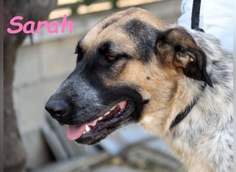 Sarah geb. 12/2023 (ESP) - aufgeschlossene, anhängliche und lustige Junghündin!