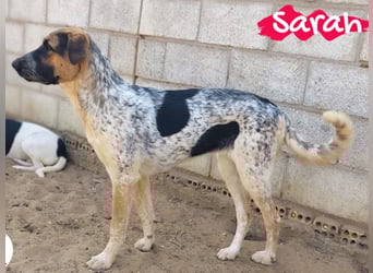 Sarah geb. 12/2023 (ESP) - aufgschlossene, anhängliche und lustige Junghündin!