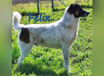 Felix geb. 02/2022 (GRC) - geselliger, verschmuster und freundlicher, junger Rüde!