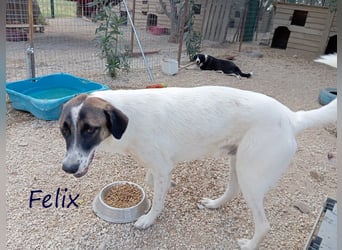 Felix geb. 02/2022 (GRC) - geselliger, verschmuster und freundlicher, junger Rüde!
