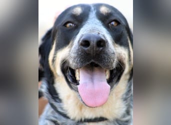 Manuela geb. 12/2023 (ESP) - harmonische, gutmütige und lustige Junghündin!