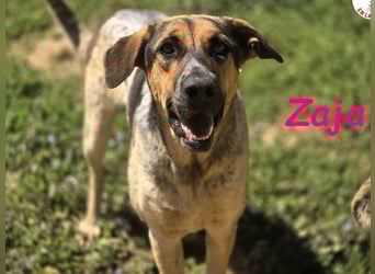 Zaja geb. 12/2023 (ESP) - aufgeschlossene, fröhliche und anhängliche Junghündin!