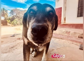 Coco5 geb. 06/2017 (ESP) - ein Engel auf vier Pfoten!